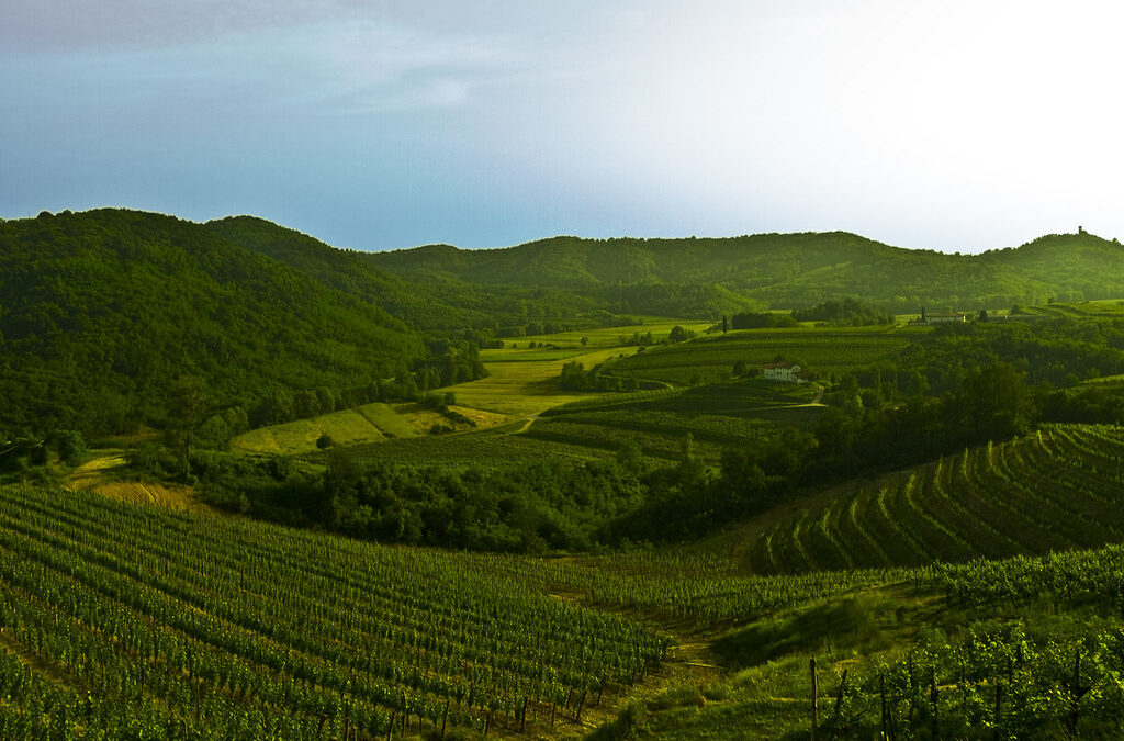 Il Collio goriziano