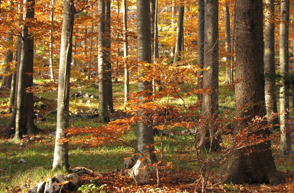 La Selva di Tarnova