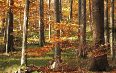 La Selva di Tarnova