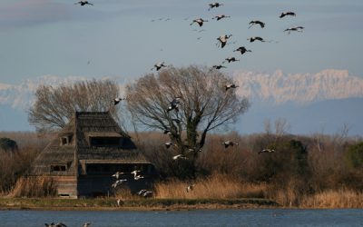 Per gli amanti del birdwatching!